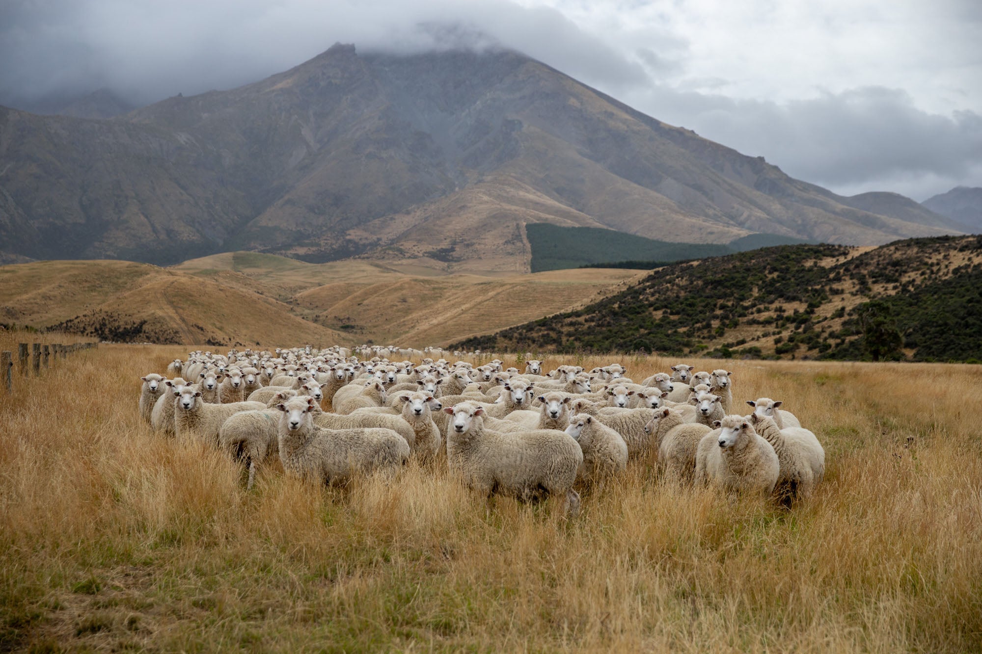 An outdoor, wide shot of a large flock of thick-fleeced sheep standing closely together in a field of dry, golden-brown grass, with rolling hills and a massive, rugged mountain partially shrouded in low clouds under an overcast sky in the background.
